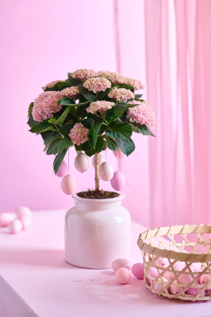L’hortensia de Pâques en intérieur