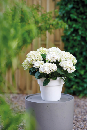 Quel hortensia offrir pour la Fête des mères ?