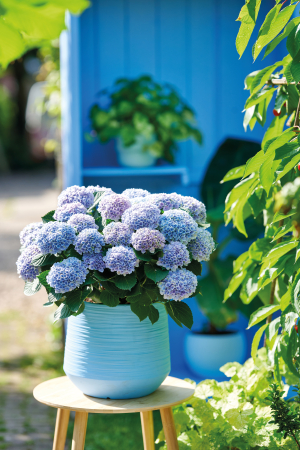 Pourquoi les hortensias souffrent-ils pendant la canicule ?