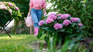Faut-il tailler ou fertiliser un hortensia pendant la canicule ?