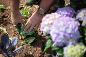 Tailler les hortensias en fin d’été : une intervention à limiter