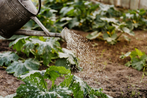 L’arrosage : apporter de l’eau directement aux plantes