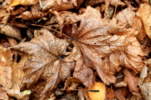 Comment protéger les racines après un binage hivernal ?
