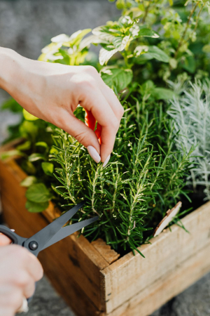 Comment choisir une jardinière adaptée aux plantes aromatiques dans ma cuisine ?
