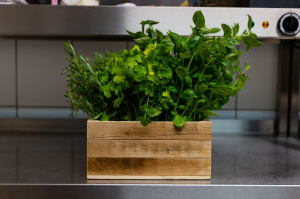 Quel emplacement choisir pour une jardinière en cuisine ?