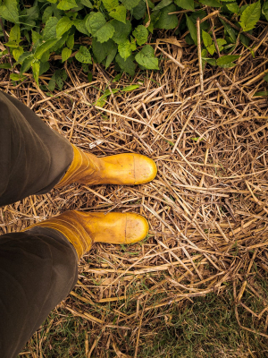 Quelles techniques de paillage utiliser en hiver en permaculture ?